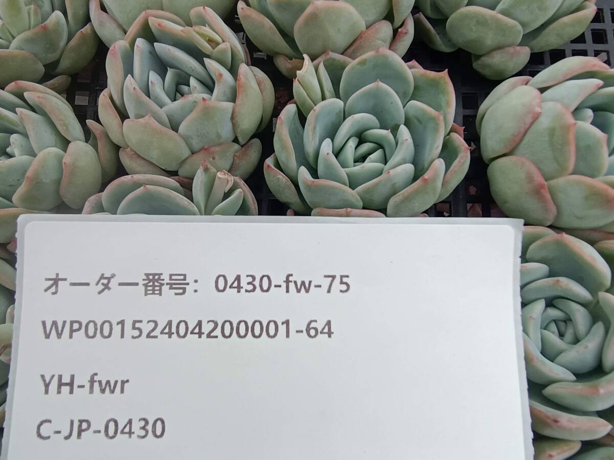 0430-fw-75 スリョン（睡蓮）16個 ☆多肉植物　エケベリア　韓国_画像3