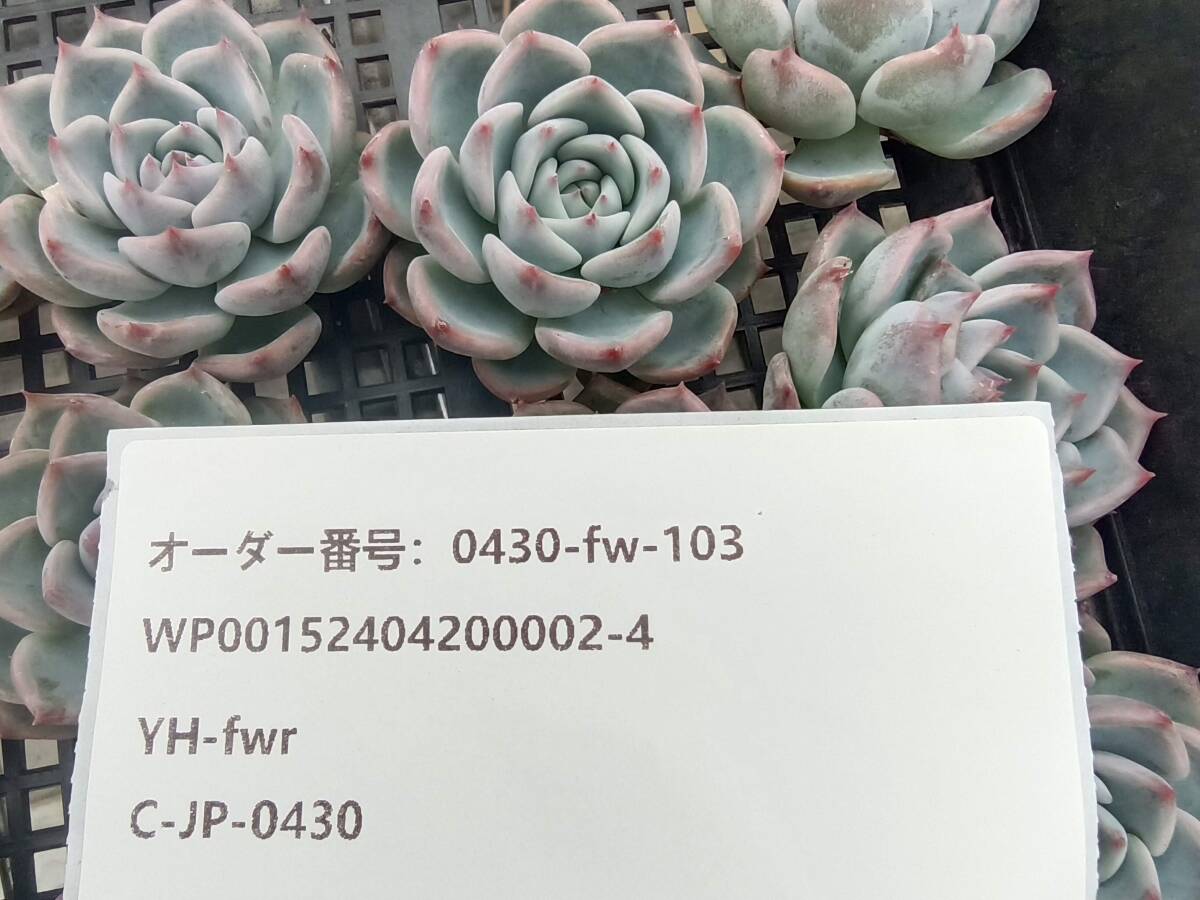 0430-fw-103 キャロライン16個 ☆多肉植物　エケベリア　韓国_画像3