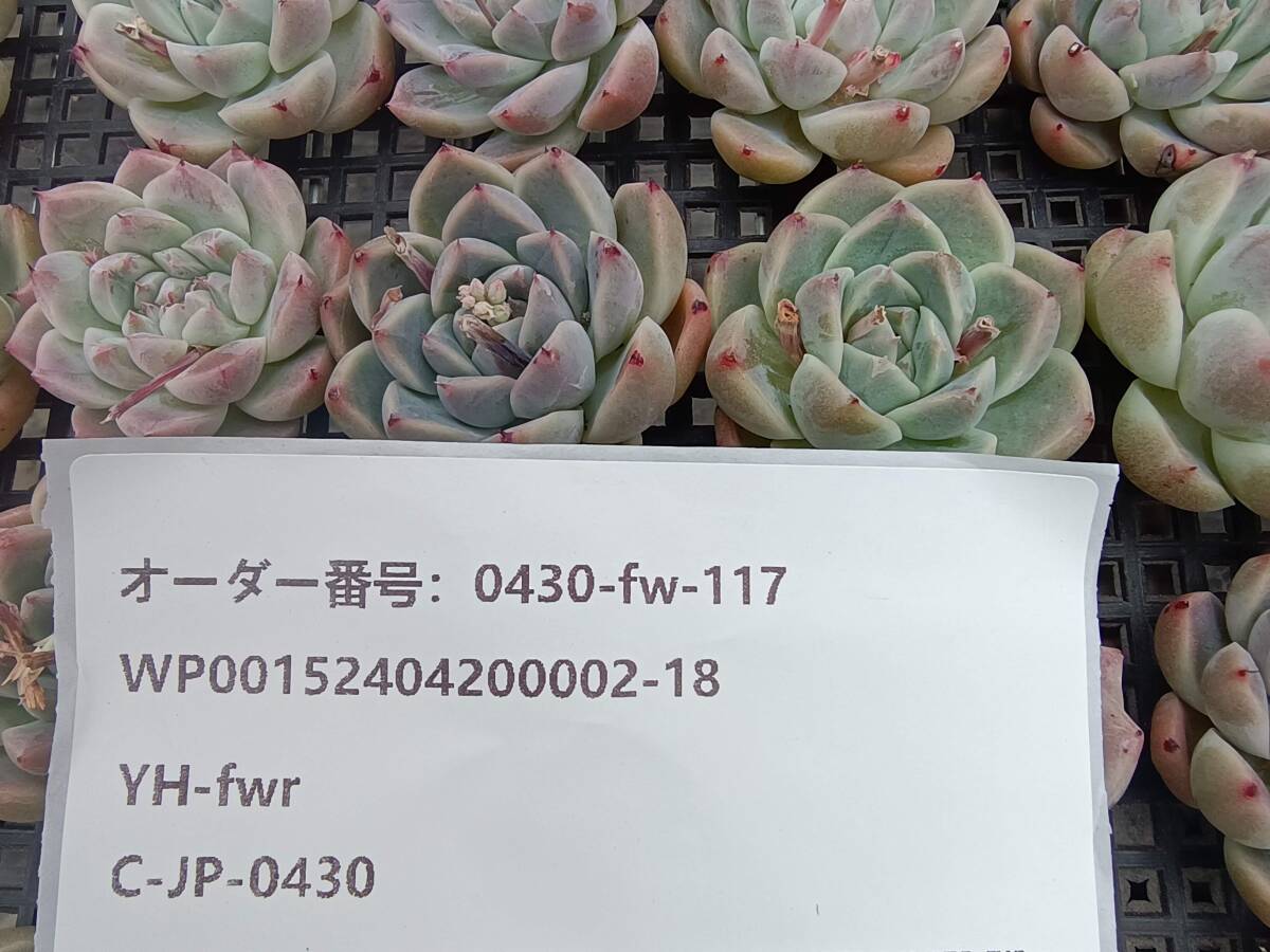 0430-fw-117 アルバビューティー25個 ☆多肉植物　エケベリア　韓国_画像3