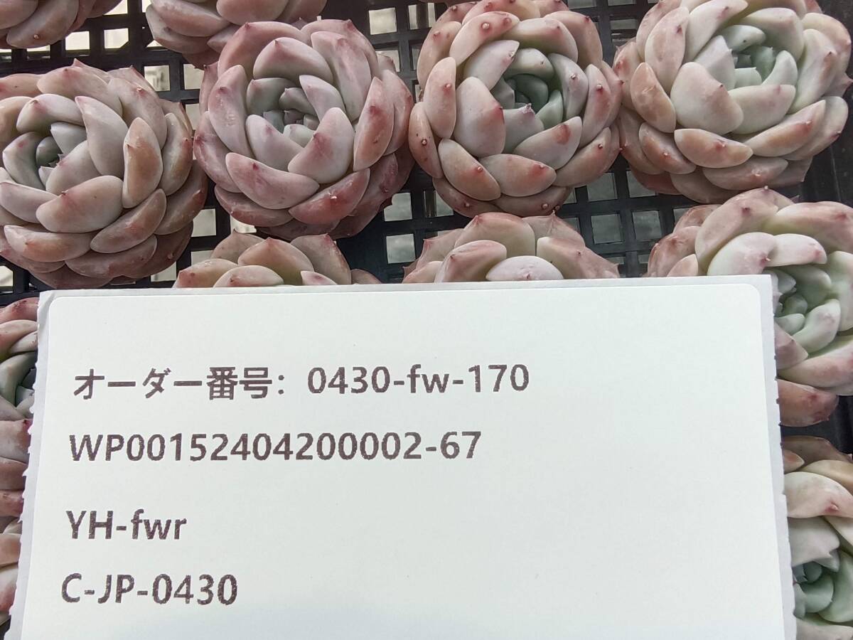 0430-fw-170 スウィートアーモンド25個 ☆多肉植物 エケベリア 韓国の画像3