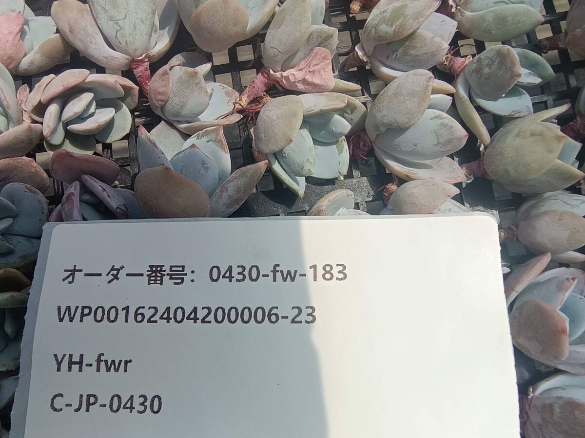 0430-fw-183 ミルクティー100個 ☆多肉植物 エケベリア 韓国の画像3