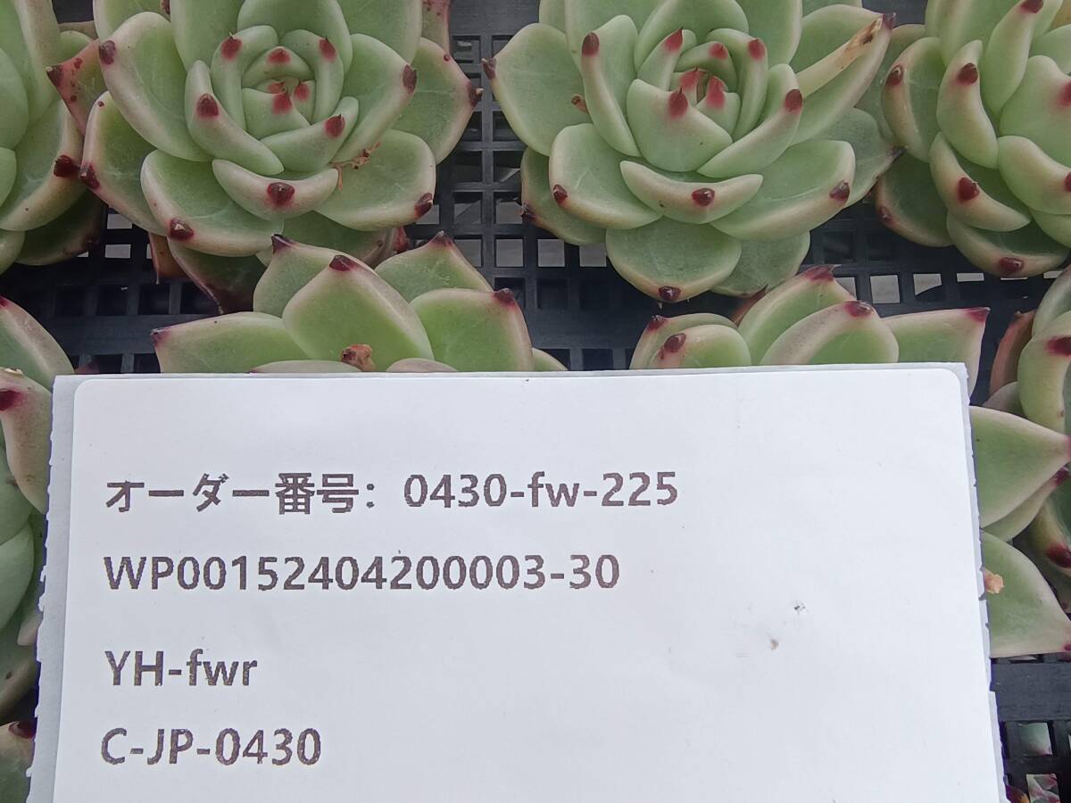 0430-fw-225 ブルードラゴン16個 ☆多肉植物 エケベリア 韓国の画像3