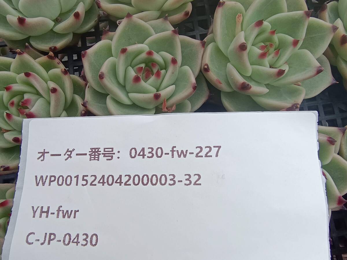 0430-fw-227 ブルードラゴン30個 ☆多肉植物　エケベリア　韓国_画像3