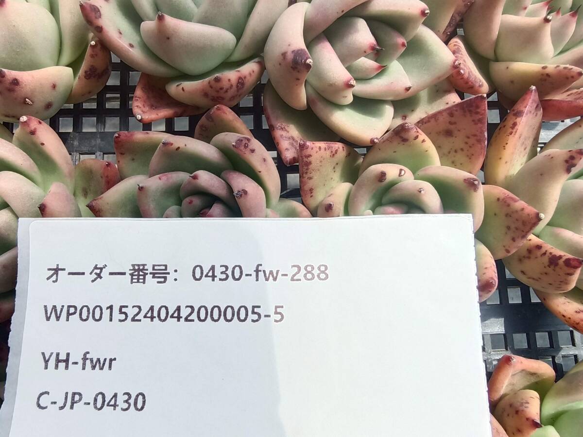 0430-fw-288 ファゴット16個 ☆多肉植物 エケベリア 韓国の画像3