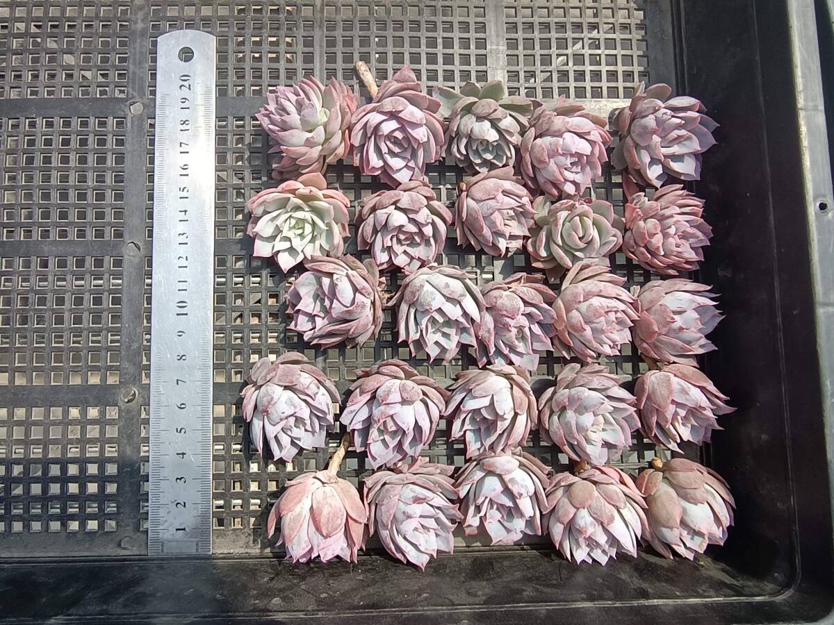0430-fw-298 バイオレットクイーン25個 ☆多肉植物 エケベリア 韓国の画像2