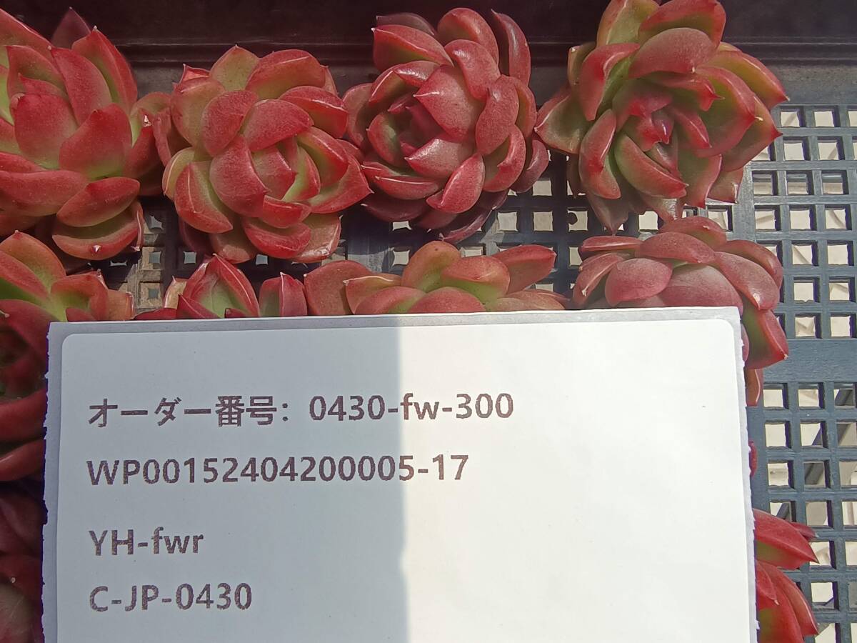0430-fw-300 カリスト16個 ☆多肉植物 エケベリア 韓国の画像3
