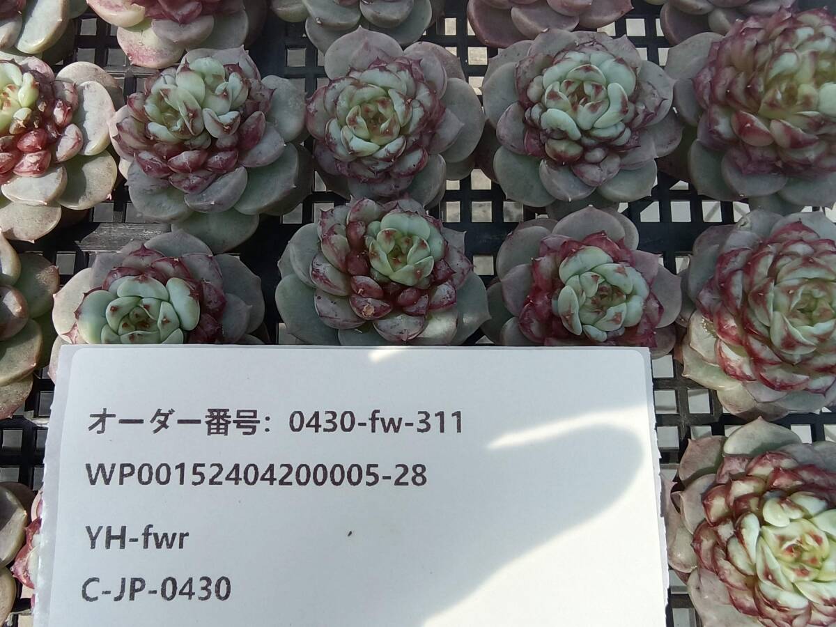 0430-fw-311 ブルーピーファウル30個 ☆多肉植物 エケベリア 韓国の画像3