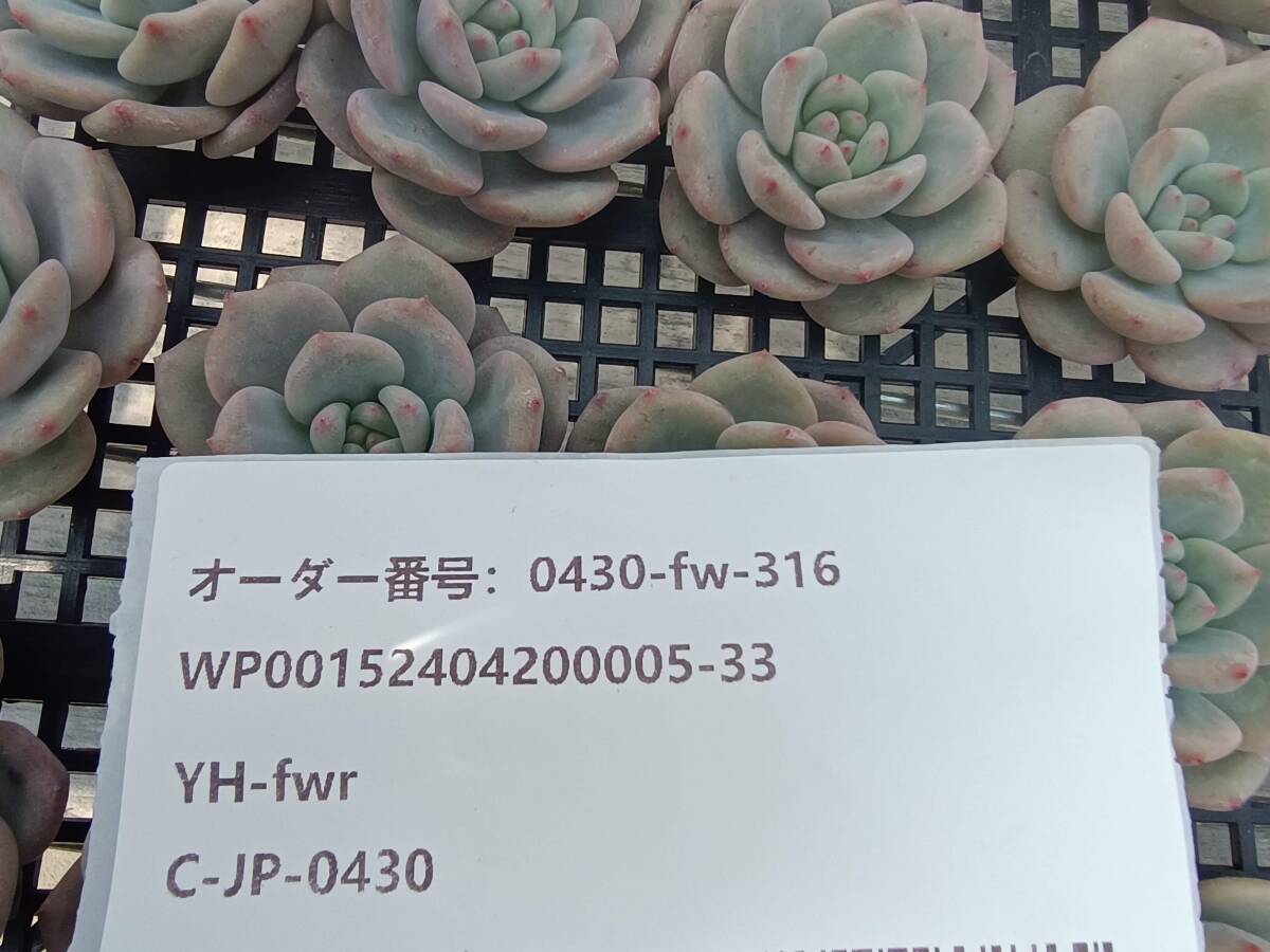 0430-fw-316 アリエル25個 ☆多肉植物 エケベリア 韓国の画像3