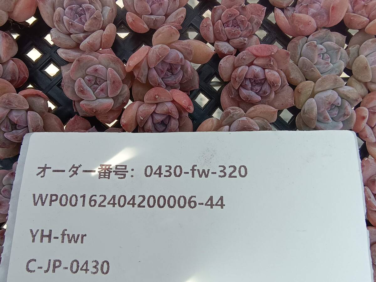0430-fw-320 ストラヴベリー スムージー100個 ☆多肉植物 エケベリア 韓国の画像3