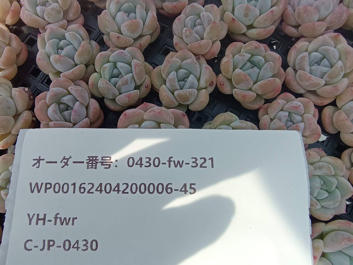 0430-fw-321 スィックモンロー100個 ☆多肉植物 エケベリア 韓国の画像3