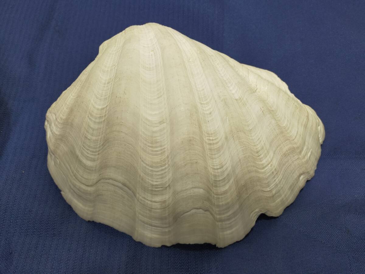 シャコ貝 置物 インテリア 貝殻 約２６ｃｍ 修復ありの画像3