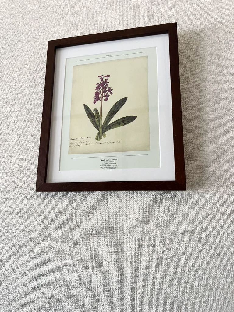 【ボタニカルアート】絵柄88種展開 9 アンティーク 書物 印刷物 茶色 木製額装31×26cm 絵柄&額色違い有り アンティーク ボタニカルアート_画像4