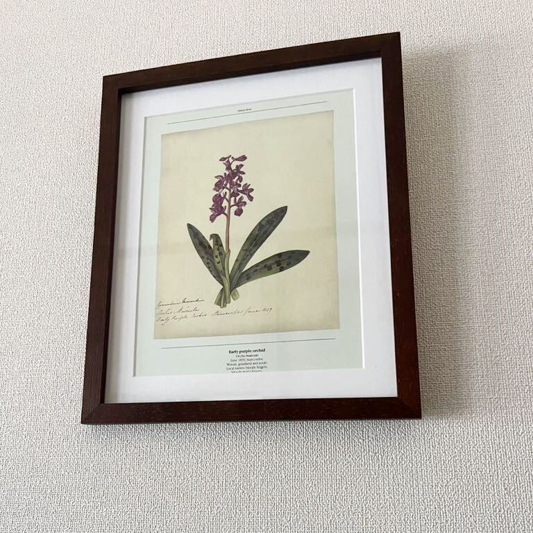 【ボタニカルアート】絵柄88種展開 9 アンティーク 書物 印刷物 茶色 木製額装31×26cm 絵柄&額色違い有り アンティーク ボタニカルアート_画像8