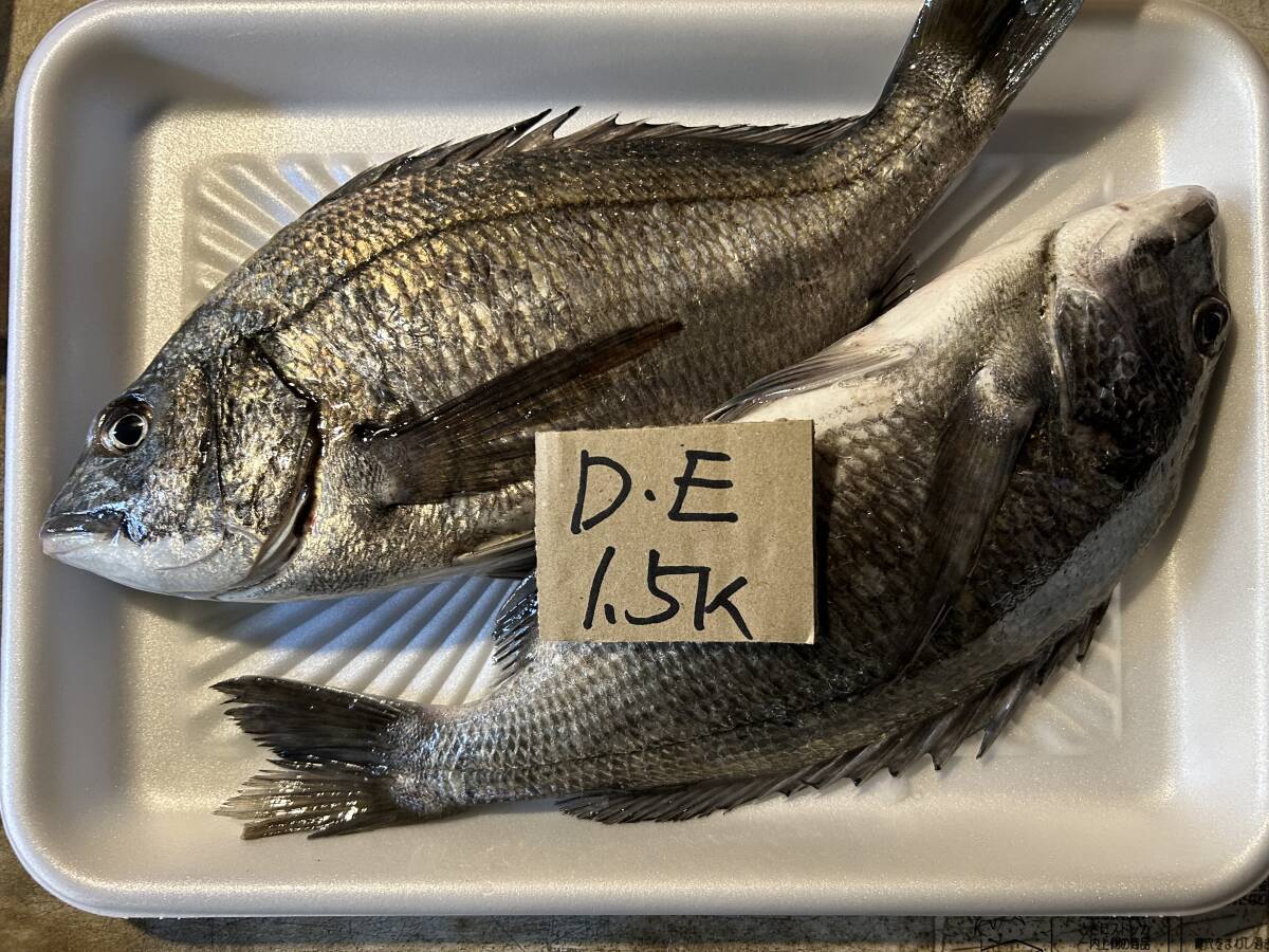 [1000 иен старт ][ Wakayama производство ] рыба комплект рефрижератор D*E