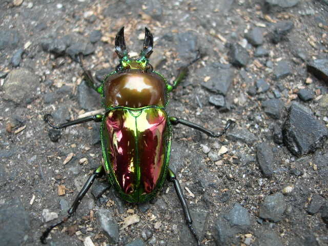 ピカール血統 ニジイロ クワガタ 幼虫10頭 88-5_画像2