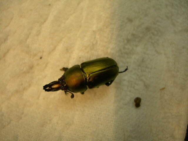 パプアキンイロクワガタ 幼虫10頭 250-1の画像1