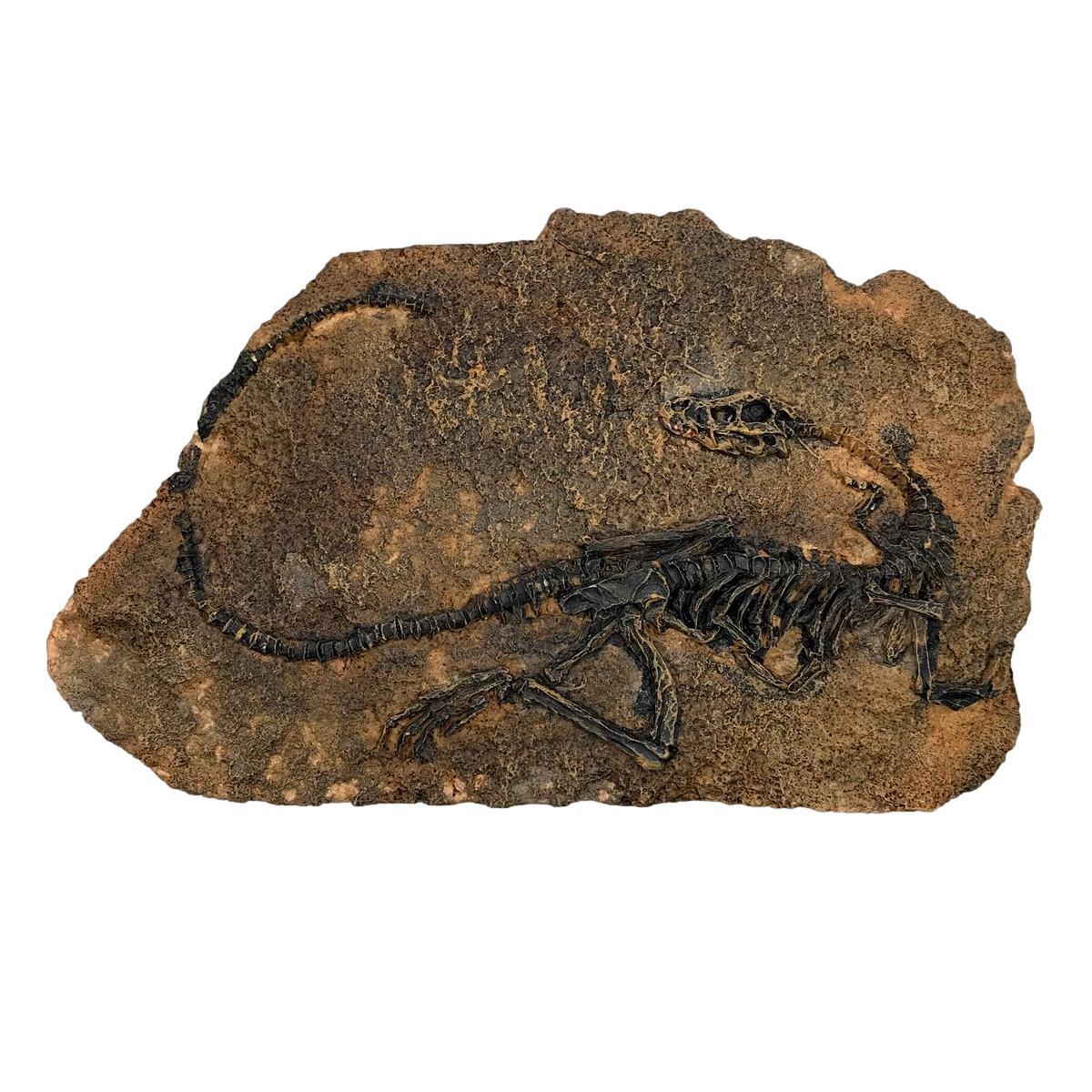 訳あり 置物 恐竜の化石 ミニチュア レプリカ アートなオブジェ (Bタイプ)_画像3
