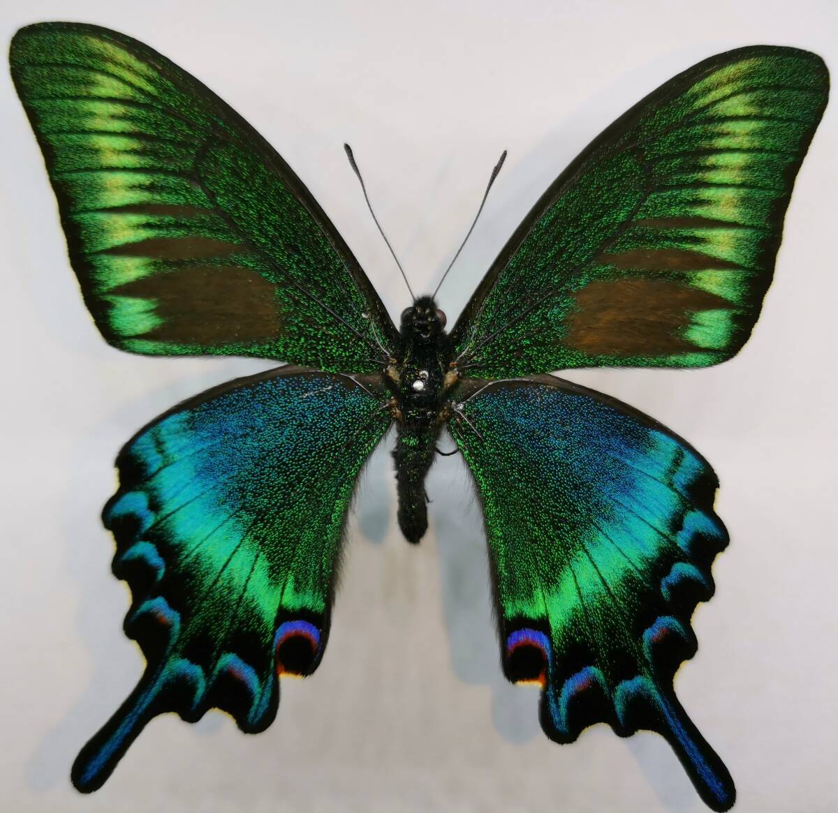 蝶 標本 ミヤマカラスアゲハ  長野県北部 野外品 5の画像1