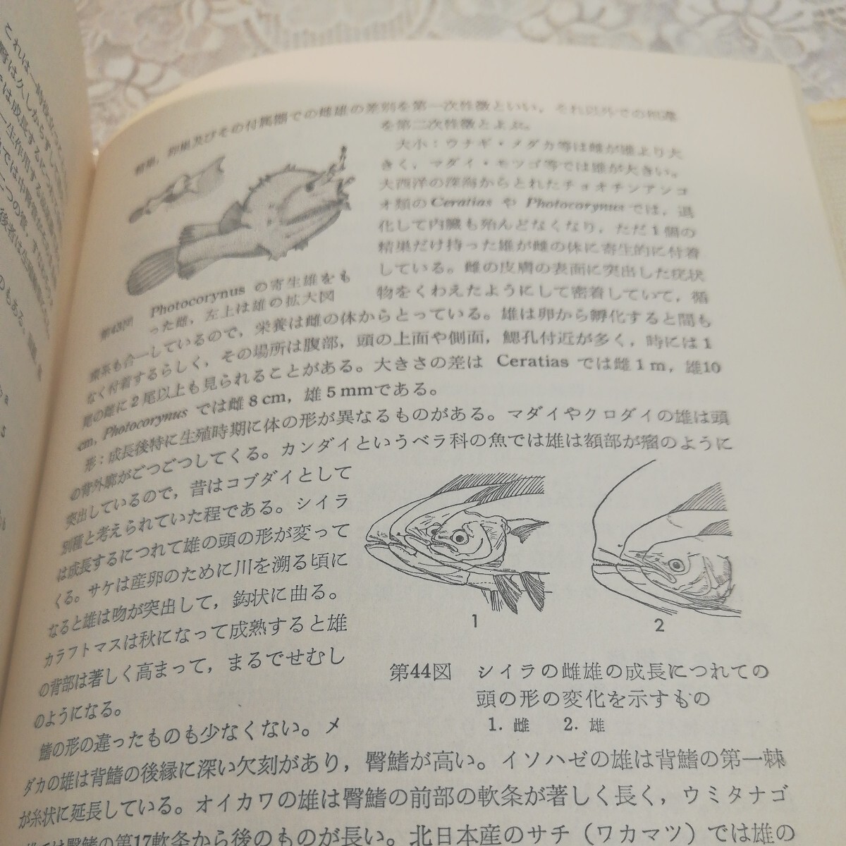 原色日本魚類図鑑_画像6