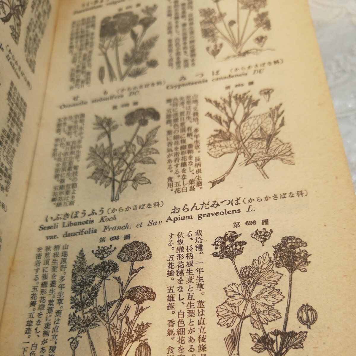  student version .. Japan plant illustrated reference book Showa era 24 year issue old book 