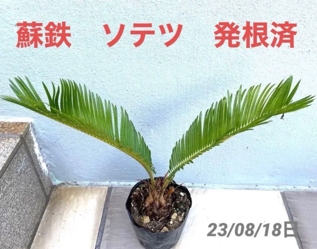 蘇鉄　ソテツ　発根済