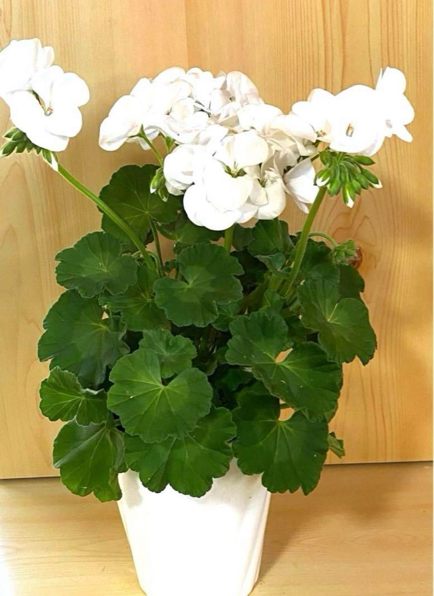 【新入荷】ゼラニウム　ピンク　花　花苗　鉢植え　匿名速達発送