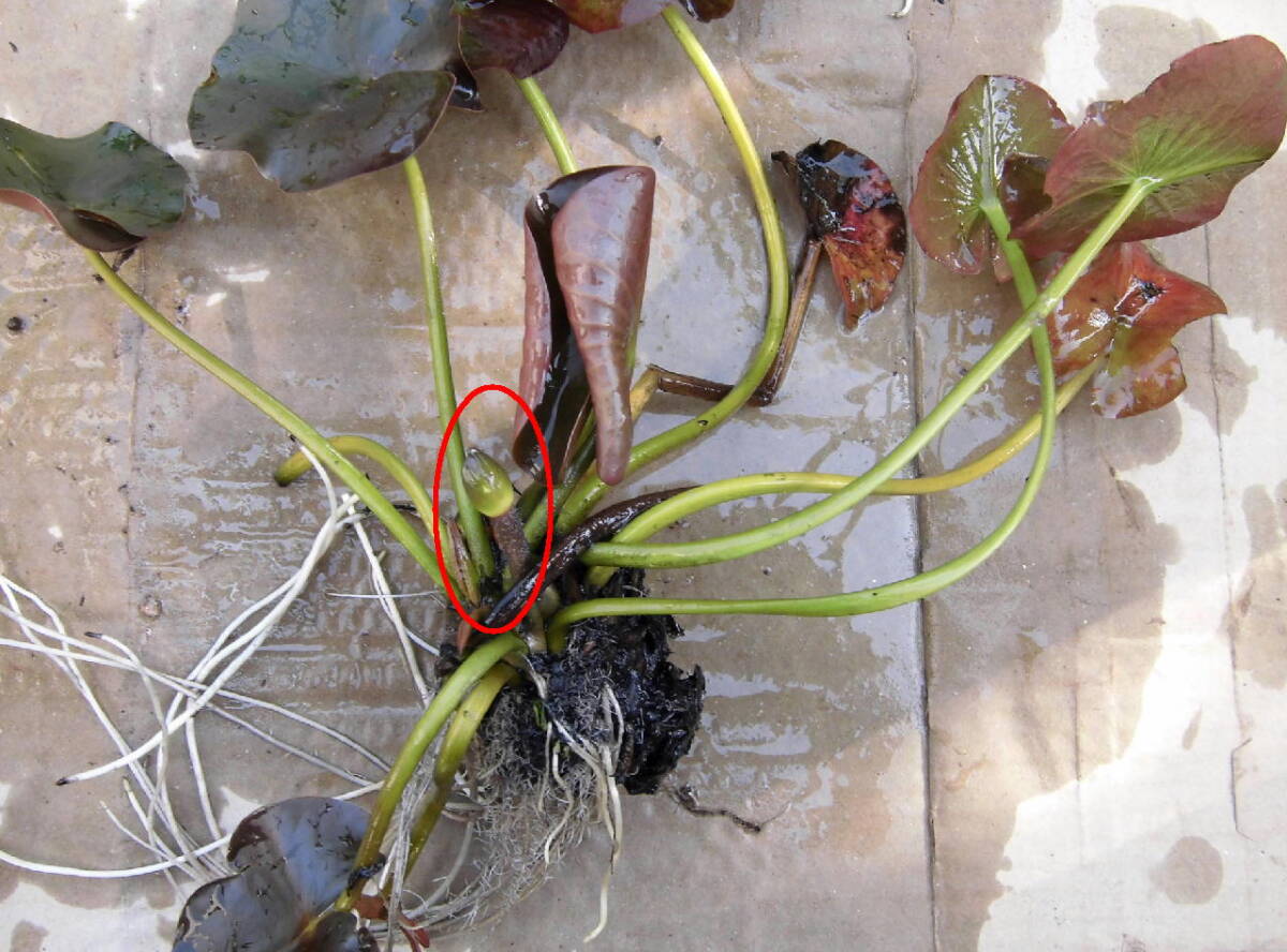 耐寒性（温帯）睡蓮の根茎 花芽ありの画像2
