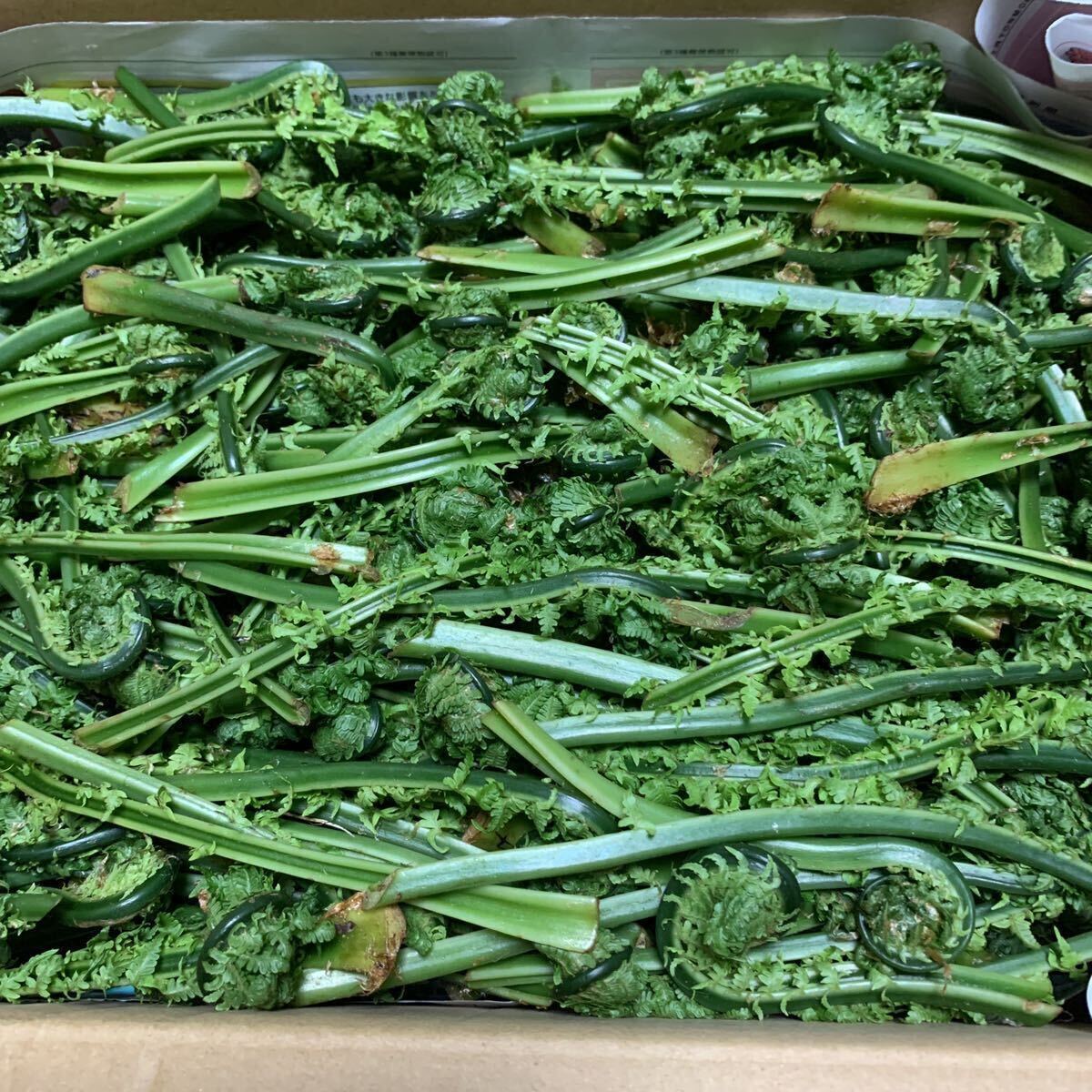 天然 山菜 こごみ 約1kg 鳥取産 送料無料 天ぷら 胡麻和え 春の味覚_画像1