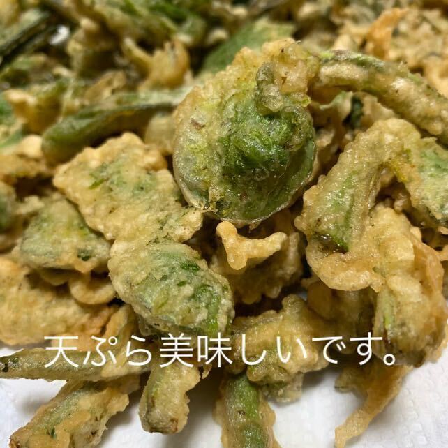 天然 山菜 こごみ 約1kg 鳥取産 送料無料 天ぷら 胡麻和え 春の味覚_画像4
