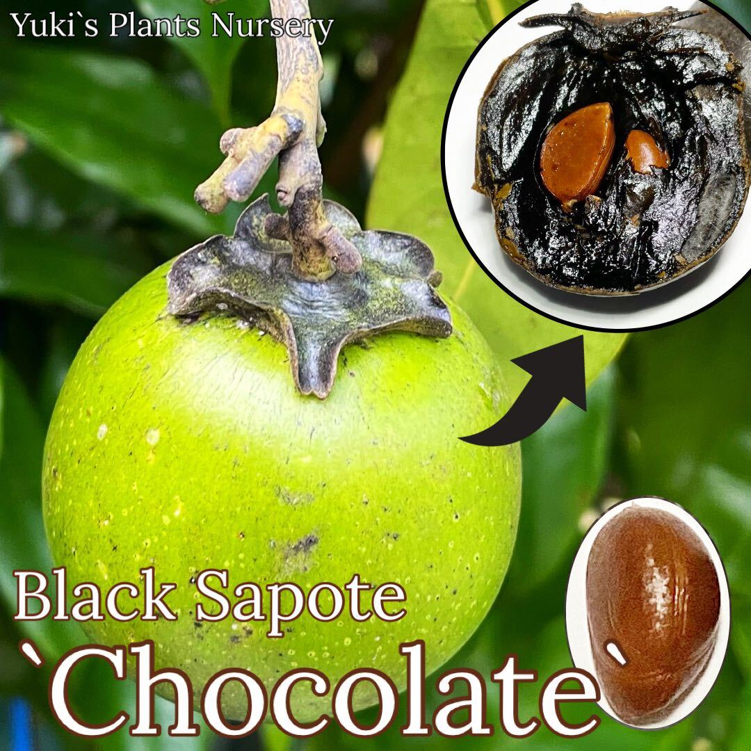 選抜ブラックサポテ 新鮮種子[品種:チョコレート]Black Sapote 'Chocolate' Diospyros nigra_画像1