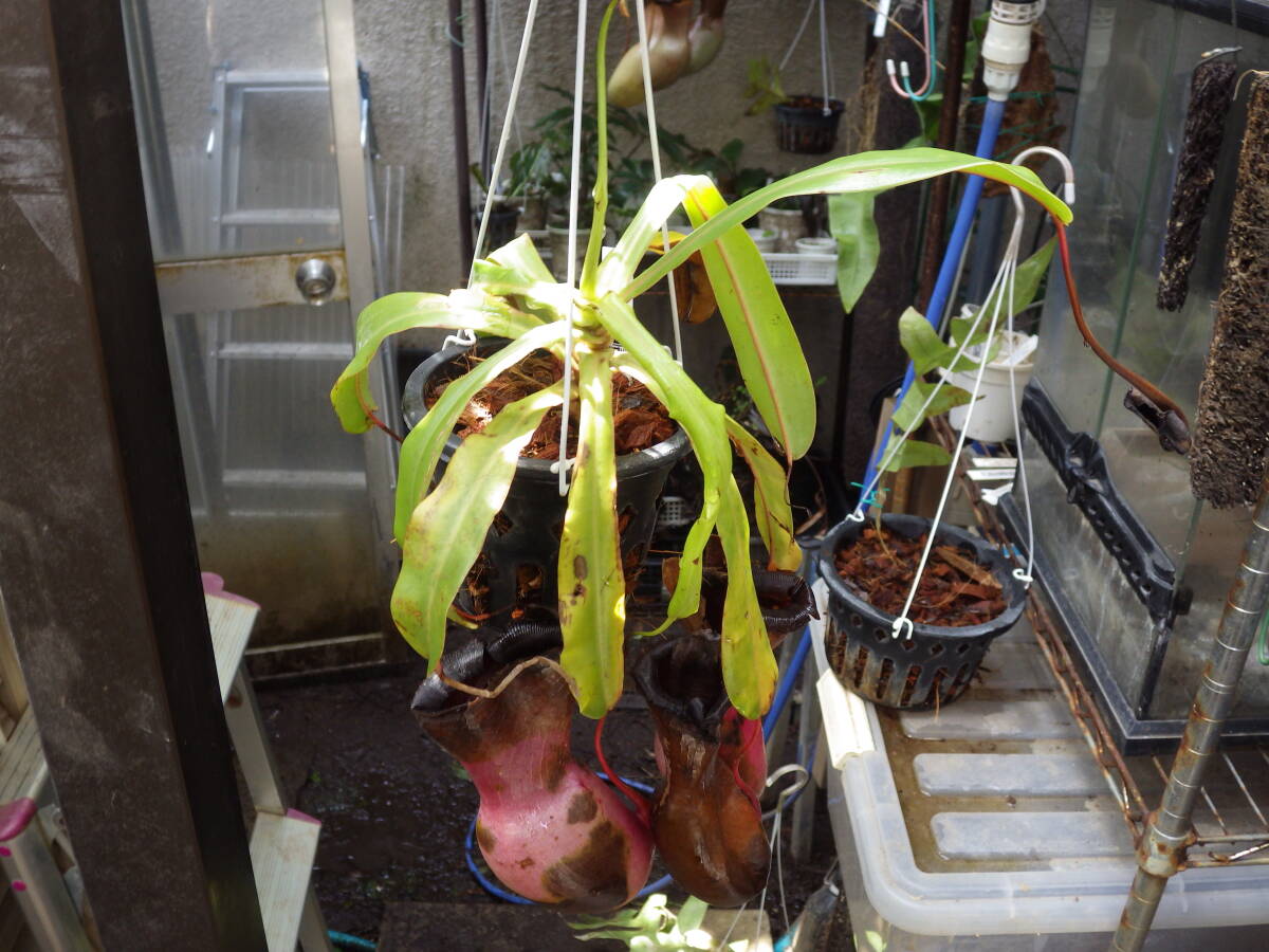 YFK2 食虫植物 Nepenthes ventricosa. Quezon, Luzon, Philippines.-2の画像4