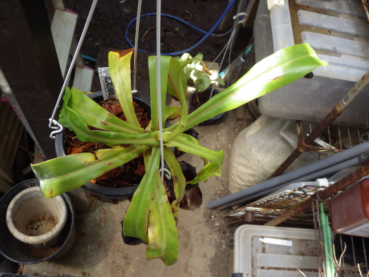 YFK2 食虫植物 Nepenthes ventricosa. Quezon, Luzon, Philippines.-2の画像7