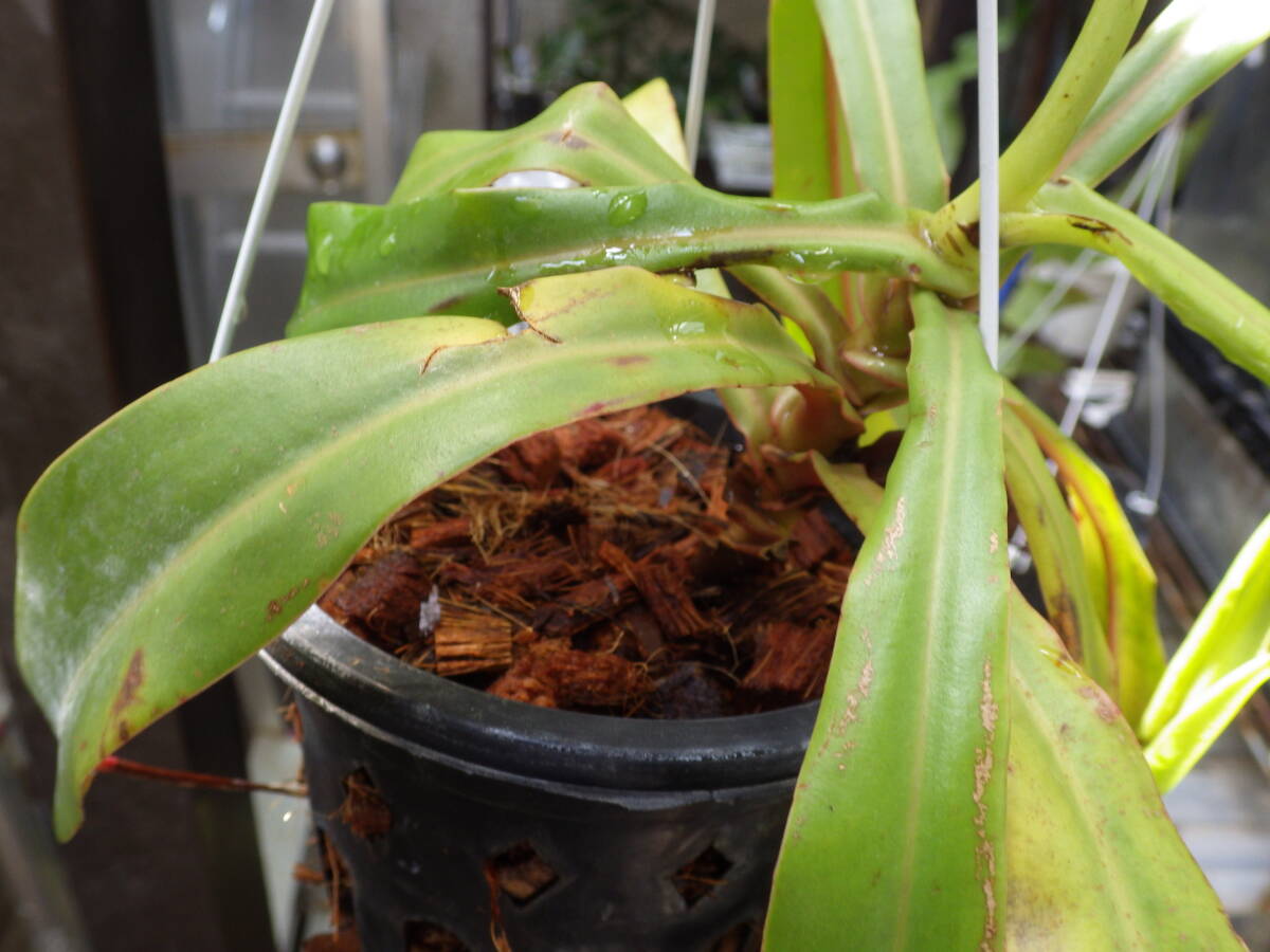 YFK2 食虫植物 Nepenthes ventricosa. Quezon, Luzon, Philippines.-2の画像9