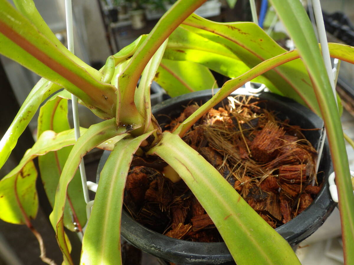 YFK2 食虫植物 Nepenthes ventricosa. Quezon, Luzon, Philippines.-2の画像8