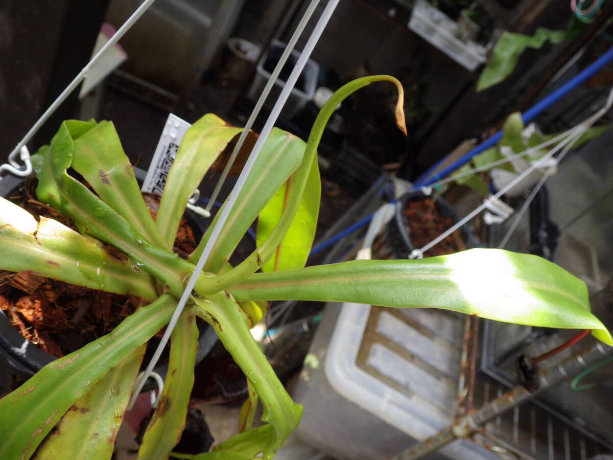 YFK2 食虫植物 Nepenthes ventricosa. Quezon, Luzon, Philippines.-2の画像6