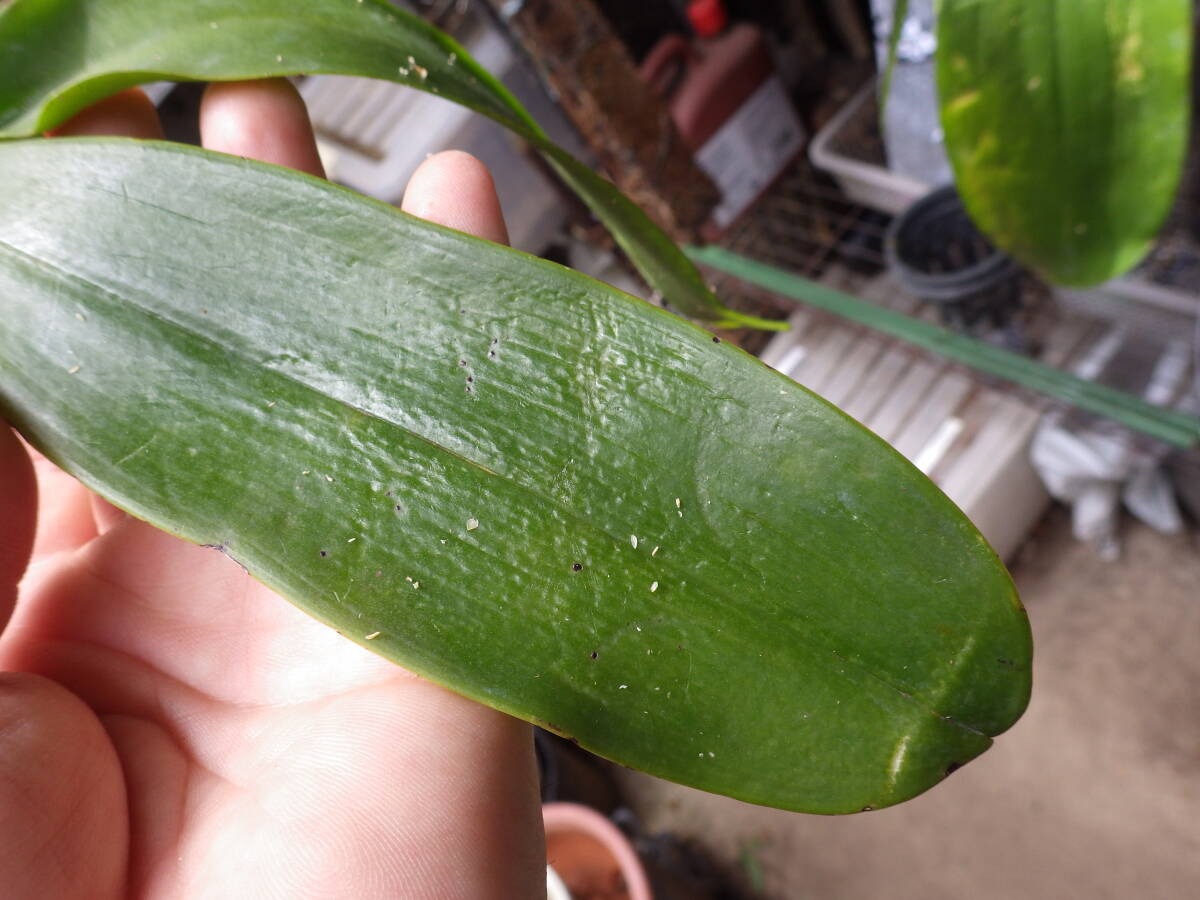 YFK2 洋蘭 Phalaenopsis amabilis. Palawan, Philippines.の画像4