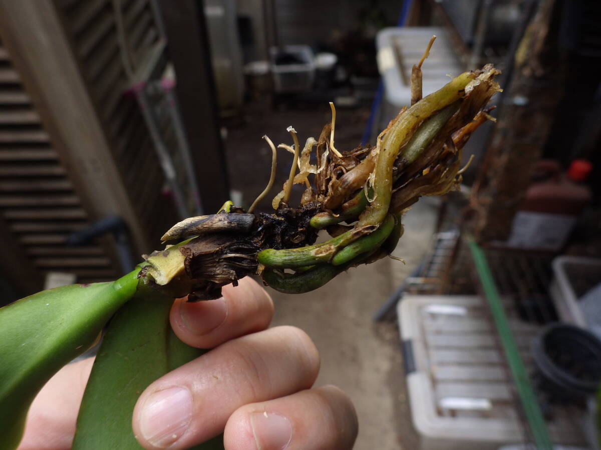 YFK2 洋蘭 Phalaenopsis amabilis. Palawan, Philippines.の画像8