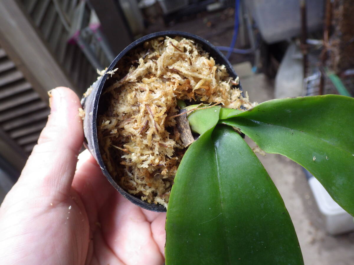 YFK2 洋蘭 Phalaenopsis amabilis. Palawan, Philippines.の画像10