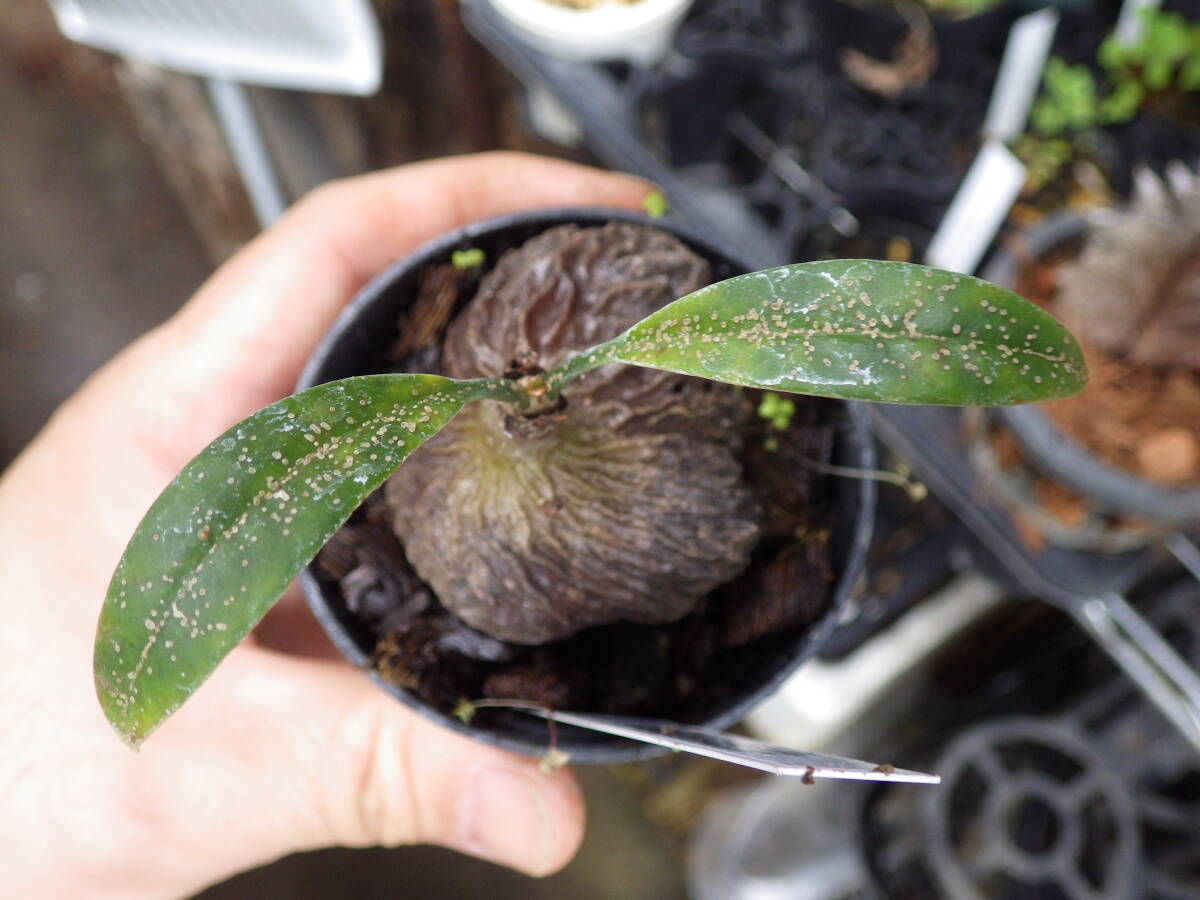 YFK2 アリ植物 Myrmecodia tuberosa. Nueva vizcaya, Luzon, Philippines.GWの画像1