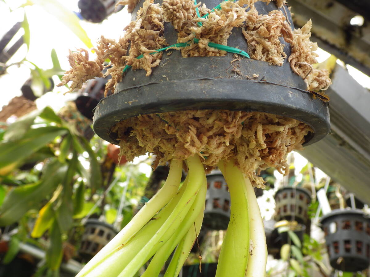 YFK2 シダ Ophioglossum pendulum. Quezon, Luzon, Philippines.GWの画像7