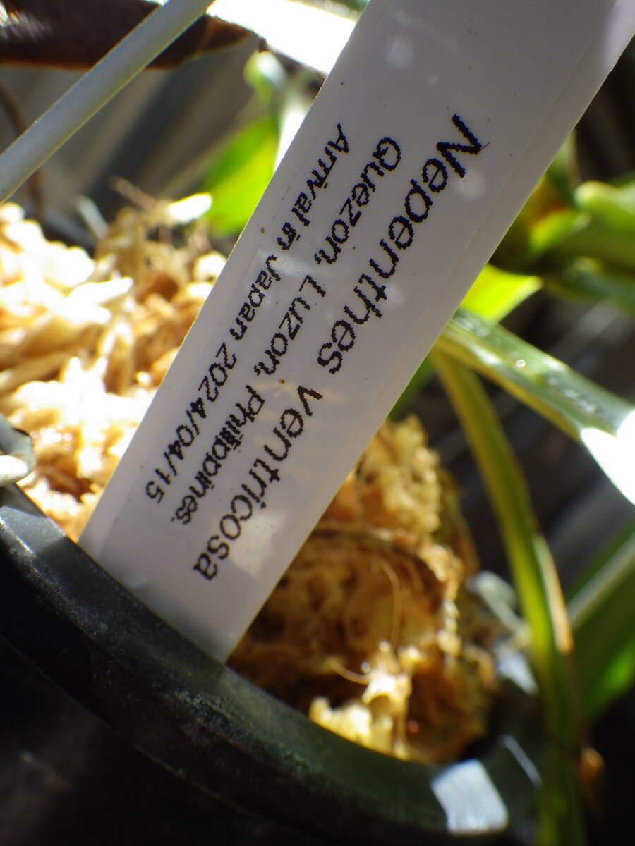 YFK2 食虫植物 Nepenthes ventricosa. Quezon, Luzon, Philippines.-2の画像10