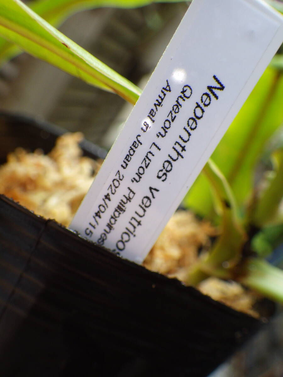 YFK2 食虫植物　Nepenthes ventricosa. Quezon, Luzon, Philippines.GW-2_画像5