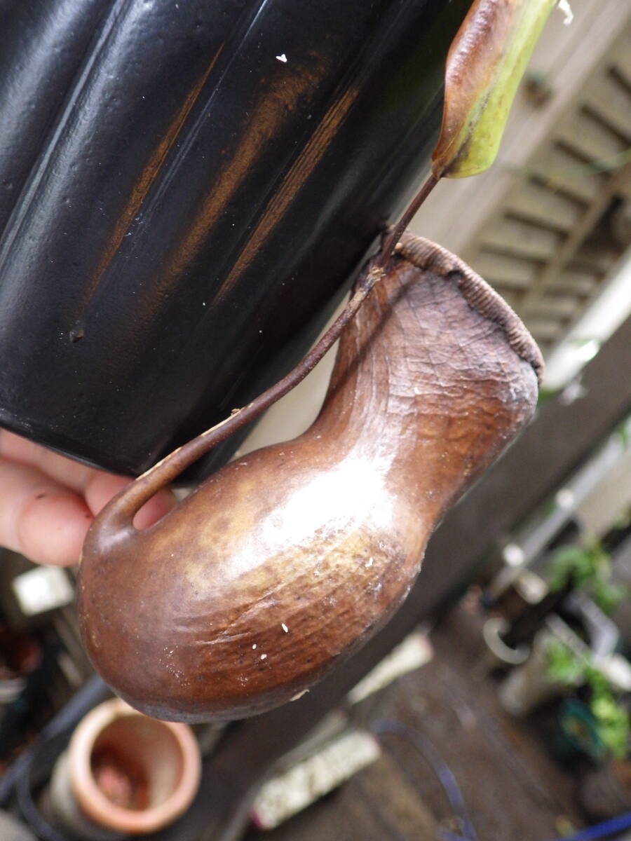 YFK2 食虫植物　Nepenthes ventricosa. Quezon, Luzon, Philippines.GW-2_画像2