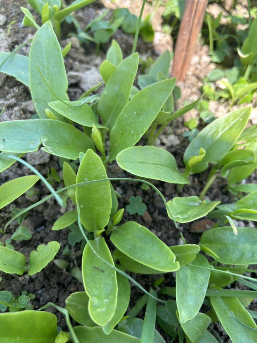 無農薬ツルムラサキ緑茎の抜き苗　15株