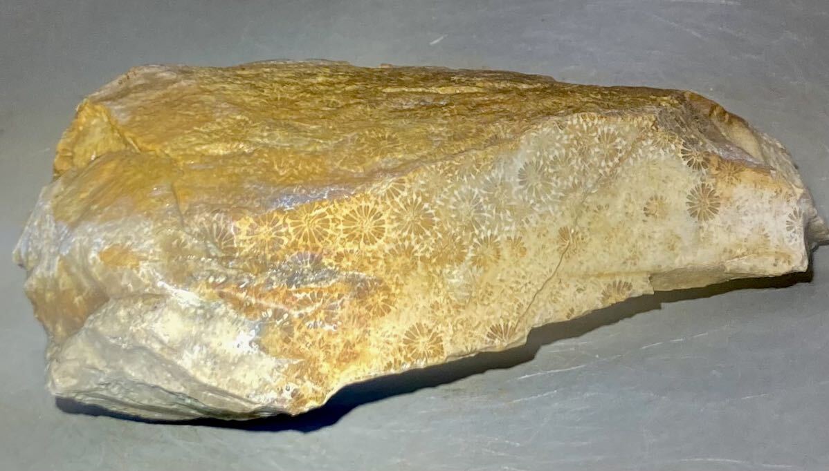 インドネシア ジャワ島産天然フォシルコーラル原石607g［珊瑚の化石］激レア石^ ^の画像3
