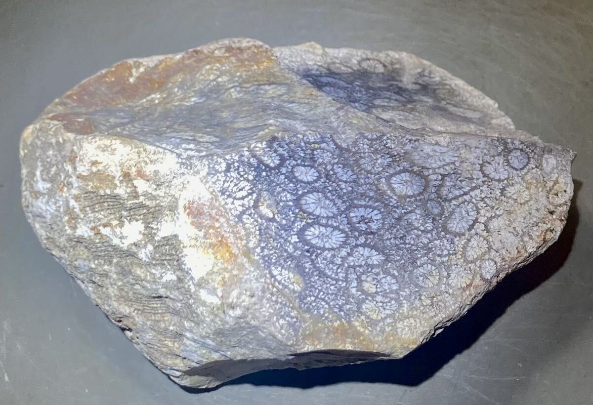 インドネシア ジャワ島産天然フォシルコーラル原石514g［珊瑚の化石］激レア石^ ^の画像3