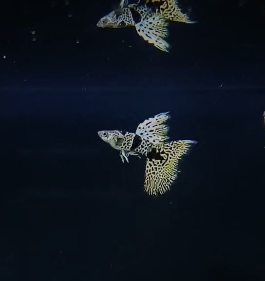 【吉Aqua】イェロータイガー キングコブラ リボン シャークフィン グッピー 熱帯魚 1ペア ★死着補償制度有の画像3