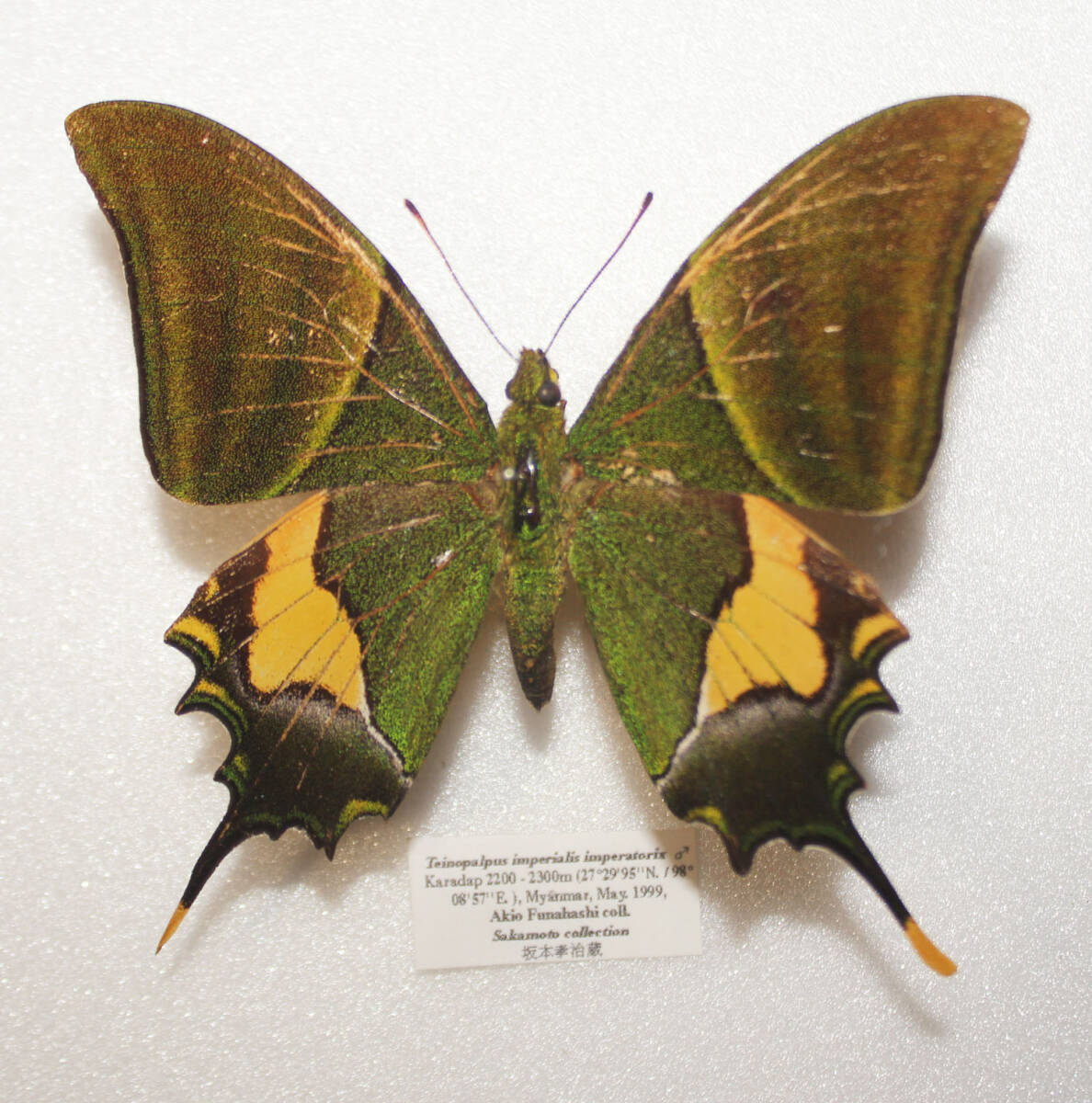 蝶 標本 テングアゲハ ペアー 野外品 ♂A－体長８３ｍｍ ♀A－体長９０ｍｍ の画像2