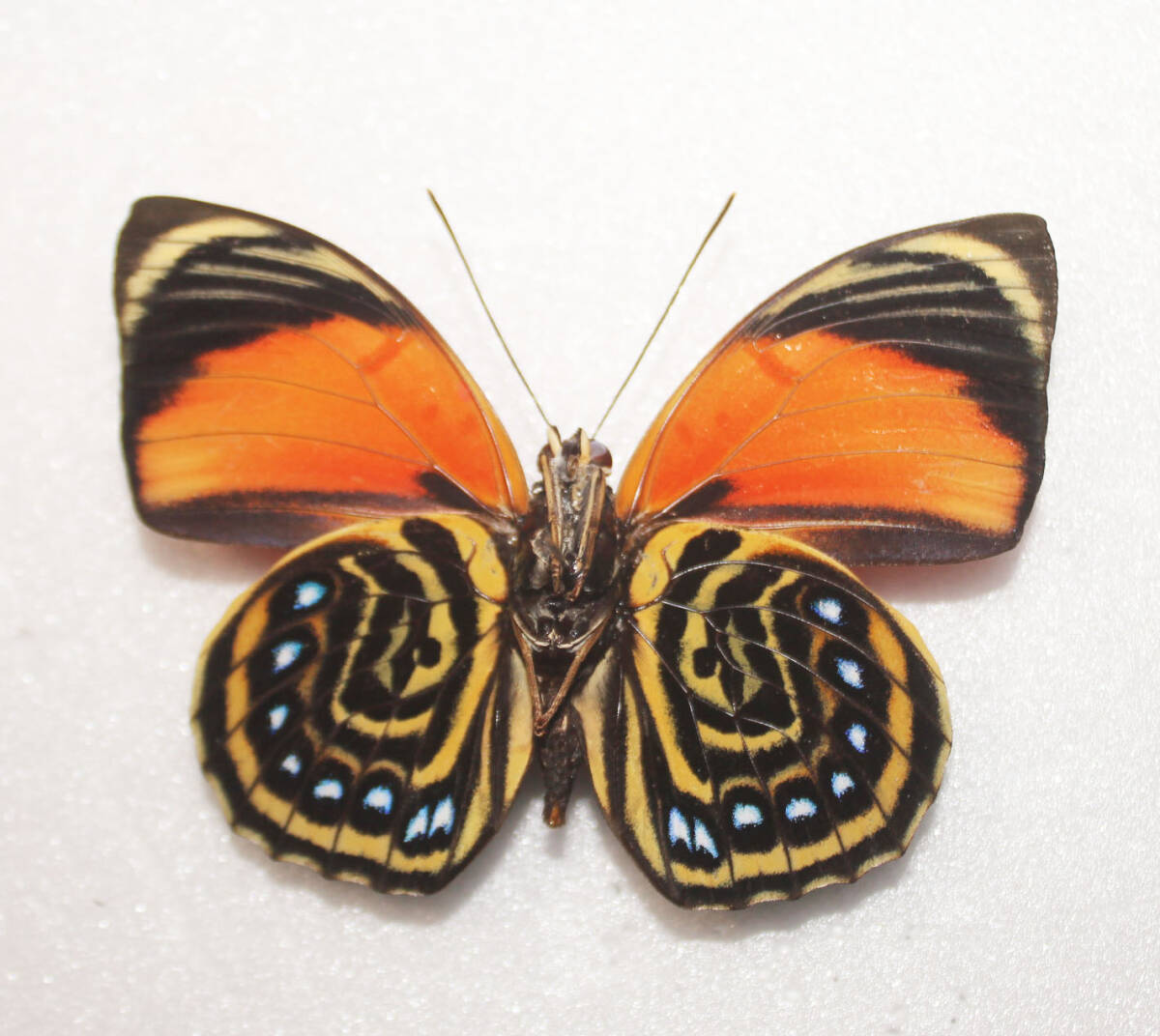 蝶 標本 アグリアス・アミドン・アミドウス A ペルー産 開長７６ｍｍ ＮＯ９の画像2