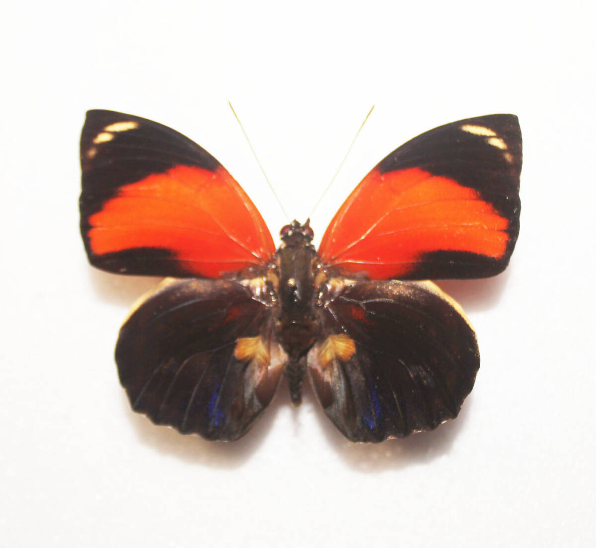 蝶 標本 アグリアス・アミドン・アミドウス A ペルー産 開長７６ｍｍ ＮＯ９の画像1